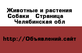 Животные и растения Собаки - Страница 2 . Челябинская обл.